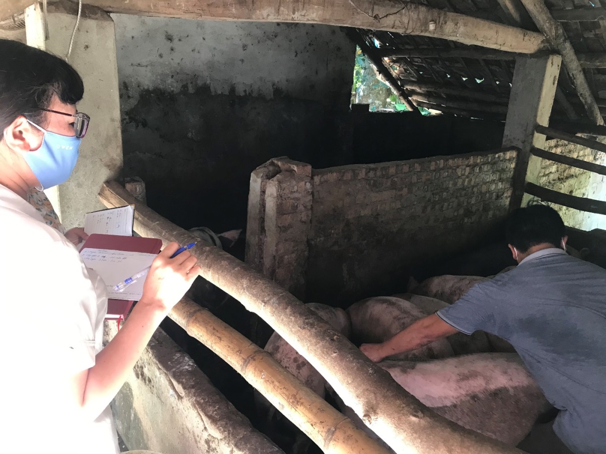 Nghiệm thu “Mô hình chăn nuôi lợn theo phương pháp hữu cơ” tại tỉnh Tuyên Quang.